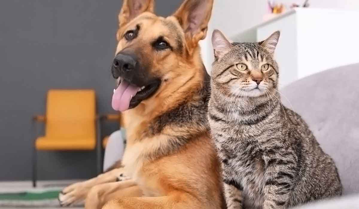 网络ddos监测分析工具