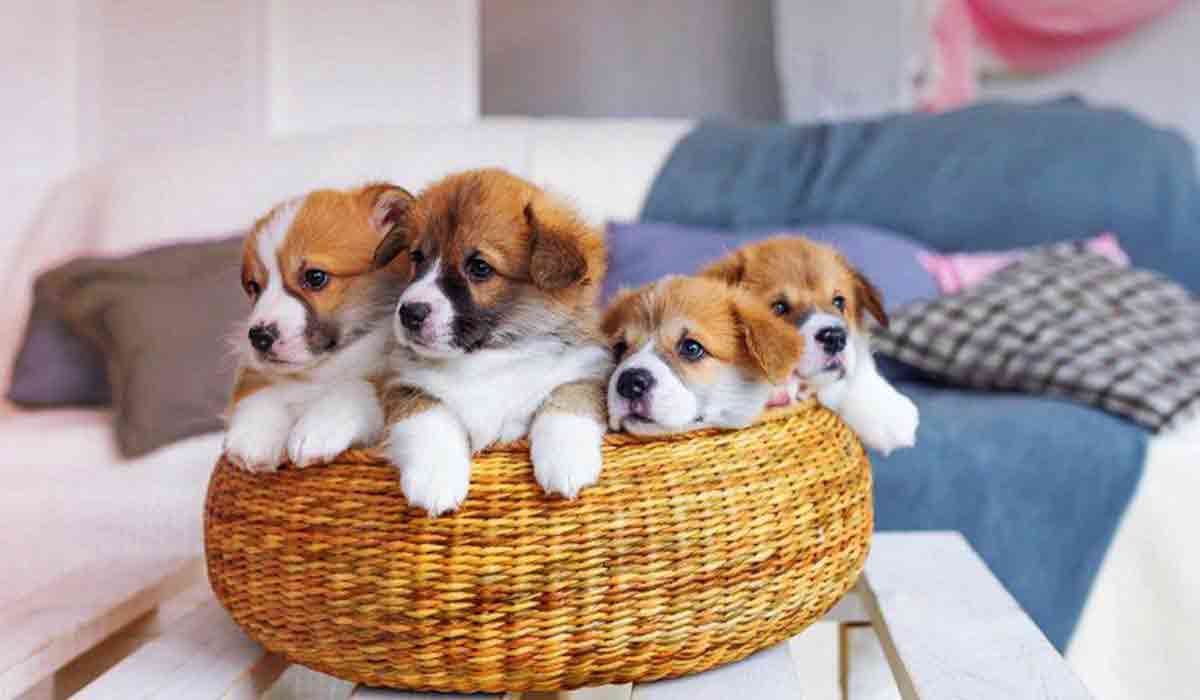 ddos网页在线攻击